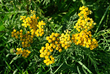 a bunch of yellow flowers of mimosa isolated on the green background top view