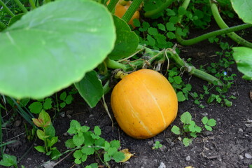 Obraz premium a pumpkin is on the ground with a green leaf in the foreground 