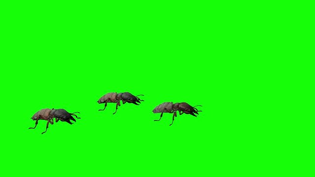 Three termites intensively preen themselves in sync, and then scatter in different directions.