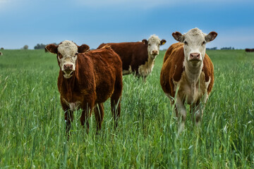 Cows in the Argentine countryside, La Pampa, Patagonia, Argentina.