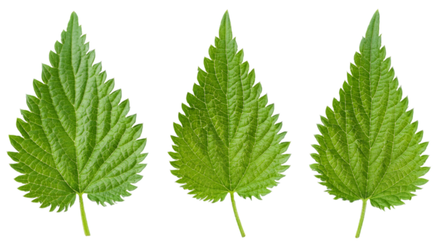 Three vivid nettle leaves, set against a clear background, providing flexible design options
