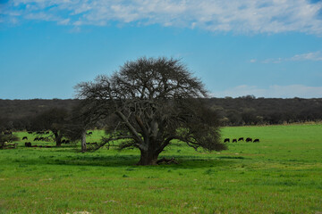 Cows in the Argentine countryside, La Pampa, Patagonia, Argentina.
