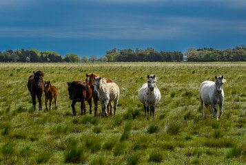 Herd of horses in the coutryside, La Pampa province, Patagonia,  Argentina.