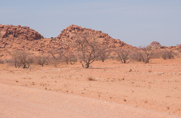 Namibian landscape - resilient vegetation in the desert.