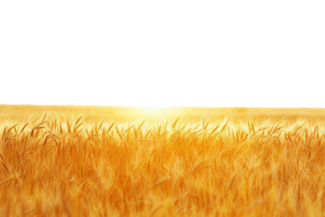 Lush golden wheat field swaying gently in the breeze isolated on transparent background