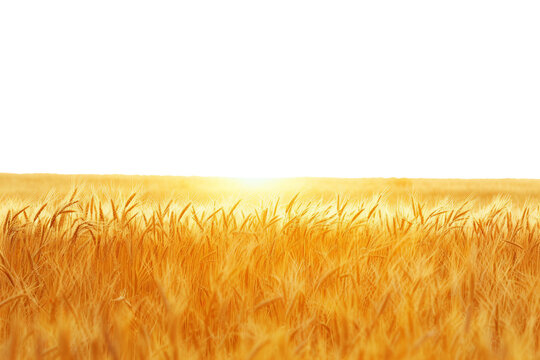 Lush golden wheat field swaying gently in the breeze isolated on transparent background