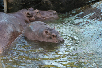 hippopotamus and baby sleeping in water