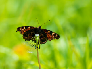Peacock Butterfly Backlit Underwing Shot