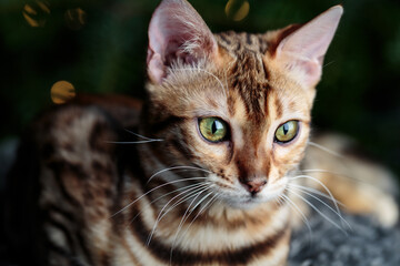 A stunning Bengal cat captured in a close-up indoor portrait. Studio photography highlights its striking fur patterns and piercing gaze.