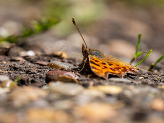 Comma Butterfly Resting on the Ground