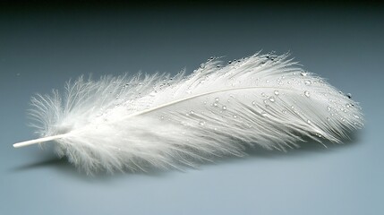 A single white feather with water droplets on it.

