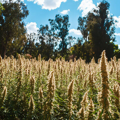 Hemp forest natural vegetation