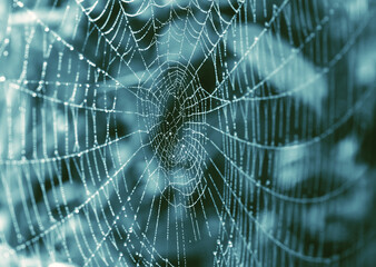 Spider web with water drops