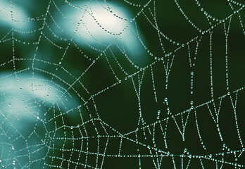 Spider web with water drops
