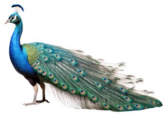 Obraz premium PNG Peacock animal bird wildlife.