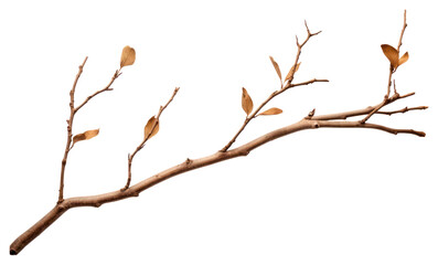 Obraz premium PNG Tree branch plant leaf