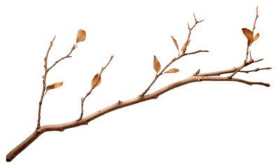PNG Tree branch plant leaf