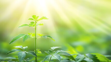 Peaceful Growth of a Young Sapling