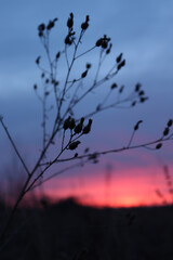 sunset in the forest. the sun is covered with a fluffy dry branch. beautiful landscape.