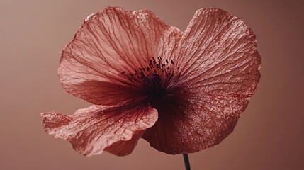 Delicate pink poppy flower blossom close-up.