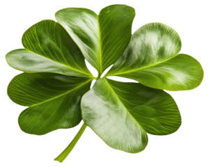PNG Large green leaf with multiple lobes