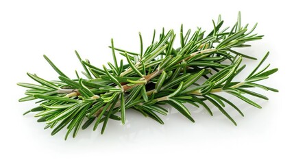 A fragrant rosemary, isolated on a white background 