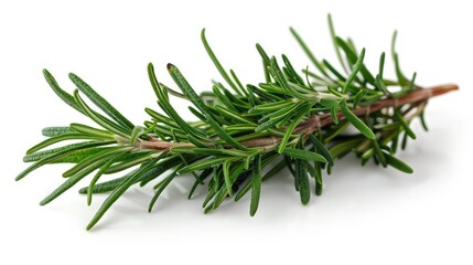 Fototapeta premium A fragrant rosemary, isolated on a white background 