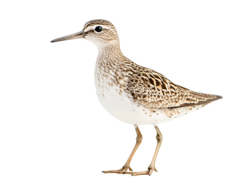 a bird standing on a white background
