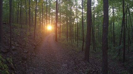 Fototapeta premium peaceful forest path at sunset