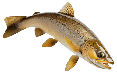 Image of a brown trout with detailed scales and fins.