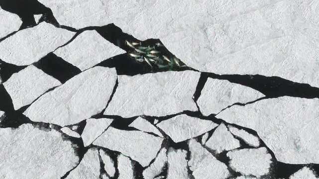 Beluga Whales swimming in an Arctic crack of broken ice shelf, Top down aerial view