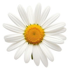 Fototapeta premium PNG Daisy flower plant transparent background