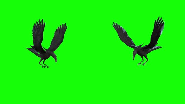 Two crows standing against each other communicate aggressively, then fight, but no one wins and the swearing continues.