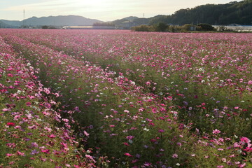 コスモス畑　朝陽を浴びて　（高知県　高知市　高須）