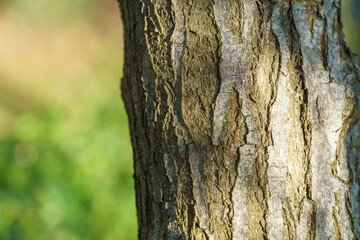 Obraz premium Beautiful texture of brown gray tree bark of Elaeagnus umbellata or Japanese silverberry, known as umbellata oleaster. Close-up of interesting bark. Fresh wallpaper and nature background concept.