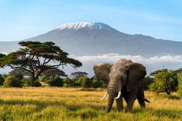 Elephant  in an African savanna, with Mount Kilimanjaro in the background.