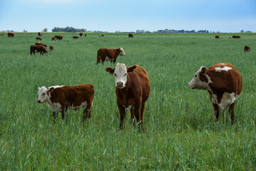 Cows in the Argentine countryside, La Pampa, Patagonia, Argentina.