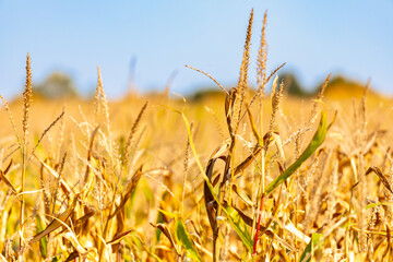 Close-up of a wheat field in October