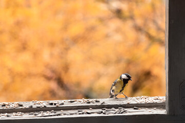Hungry Great tit on a balcony cold weather. Birdwatching over the window glass.  Yellow wild bird with looking for food. 