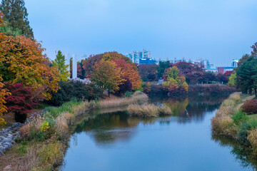 The lake imbued with the autumn maple leafs