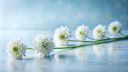 Obraz premium Elegant White Flower Bouquet Photography: Row of Delicate Blooms