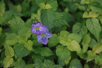 開花した紫色のツノグサの花