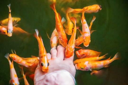 Kangal fish nibble on dead, keratinized skin on woman's foot. Natural pedicure.
