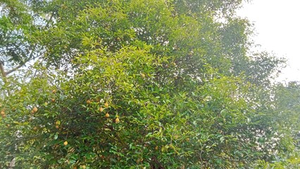 The nutmeg fruit that is still hanging on the tree is round or slightly oval in shape, brownish yellow in color, and has a slightly rough surface.