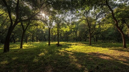 serene forest landscape with sunlight filtering through trees