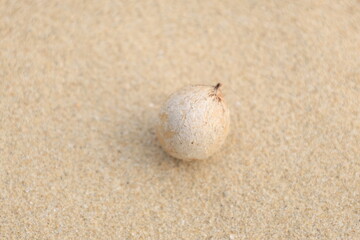 砂浜に打ち上げられて漂着したテリハボクの実