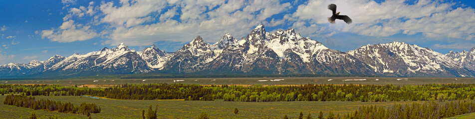 An American eagle flys over the The Grand Teton mountains . Wyoming, USA 