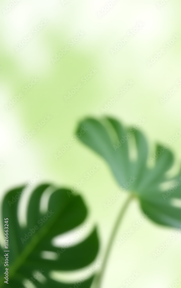 Poster monstera leaves in selective focus create a beautiful tropical atmosphere with a transparent white b