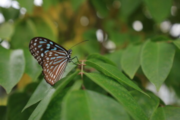 植物とまる青い蝶のリュウキュウアサギマダラ