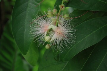 開花した白いサガリバナの花